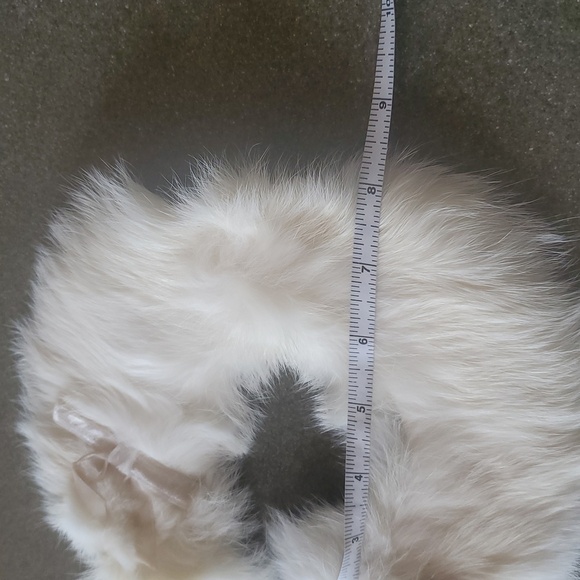 Classic Vintage Elegant White Mink Fur Collar With Fur w Clasp Closure - Picture 6 of 6